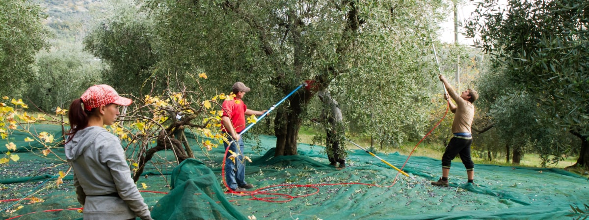 Why Harvest Date Matters in Extra Virgin Olive Oil: A Buyer’s Guide