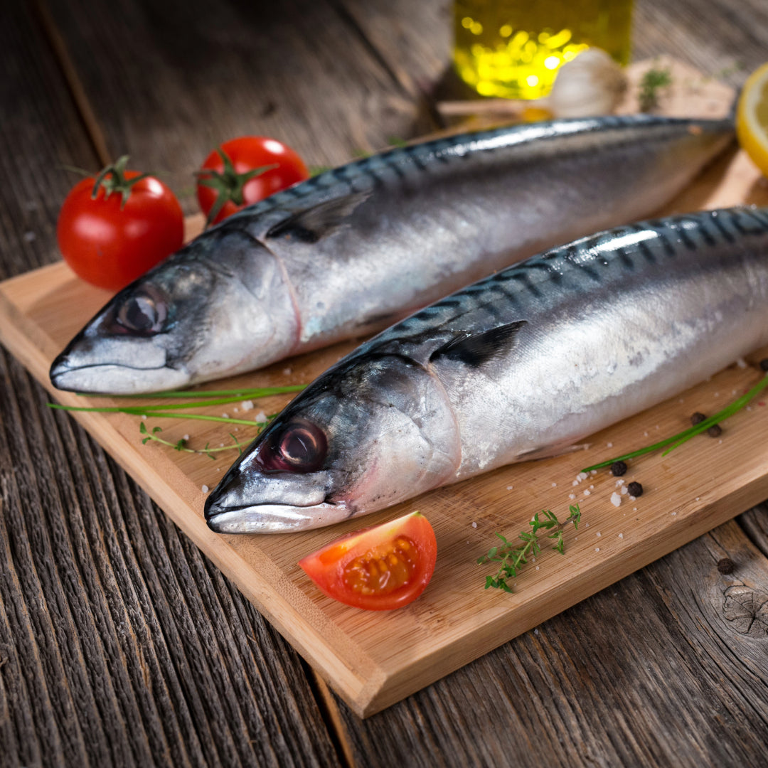 Are Spanish Mackerel good to eat?