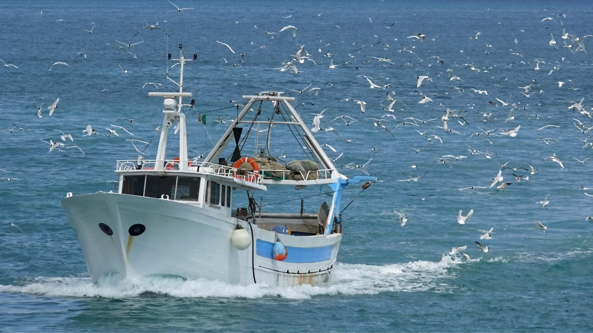Wild-Caught Canned Seafood: Why It Matters and Why It Tastes Better
