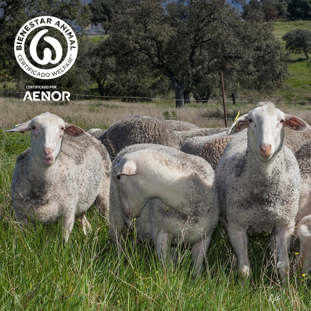 Dehesa Dos Hermanas - Raw Sheep Milk Cheese