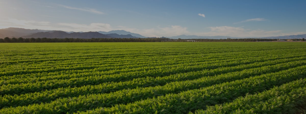 Organic Spanish Products – Certified Organic Foods from Spain