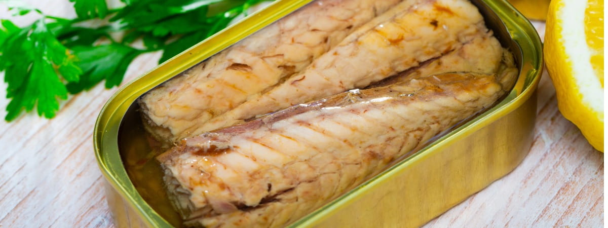 Mackerel, Melva, Sea Bass & More