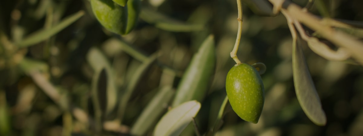 Picual Extra Virgin Olive Oils