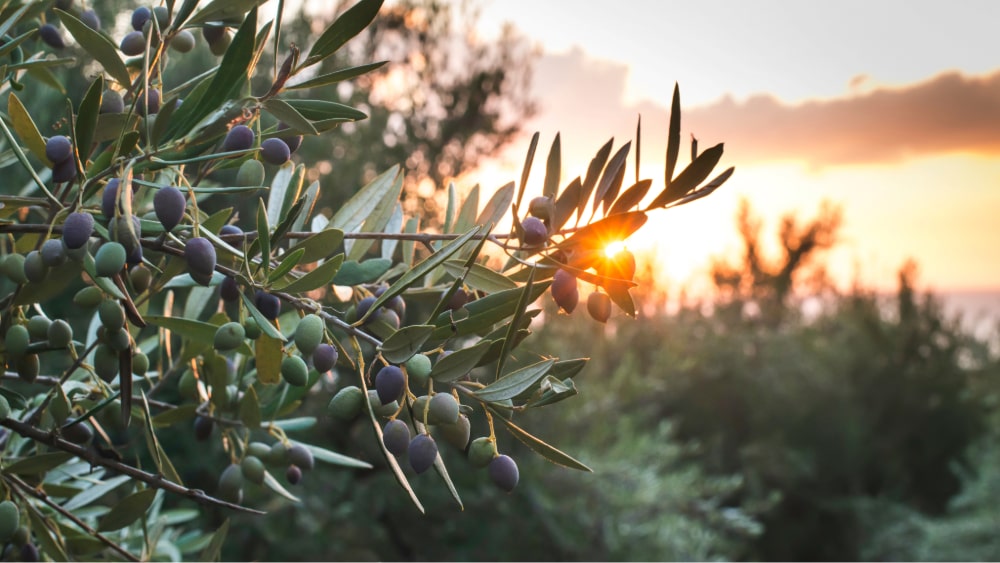 Gourmet Extra Virgin Olive Oil from Spain