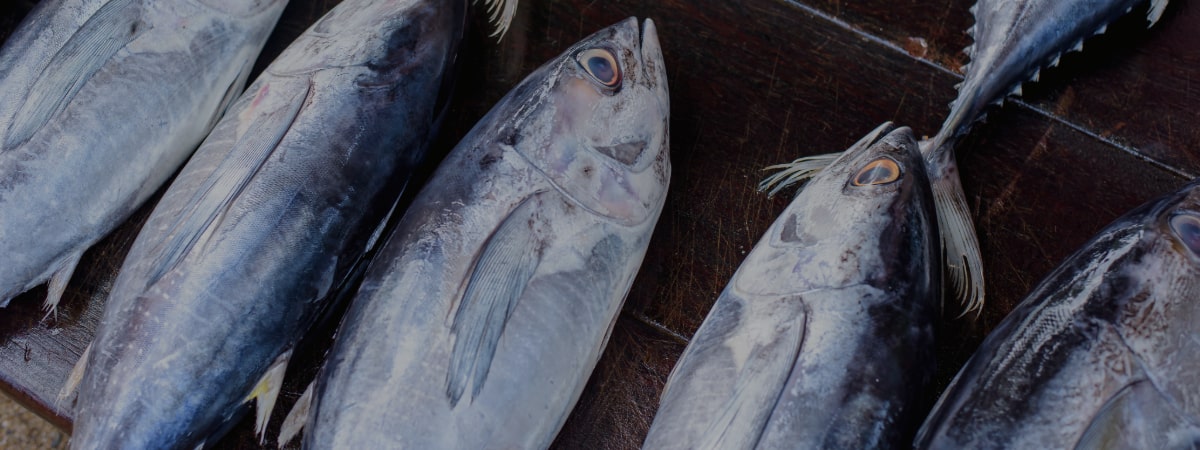 Gourmet Spanish Tuna – Healthy and Delicious