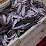 Small Sardines in Olive Oil by USISA USISA